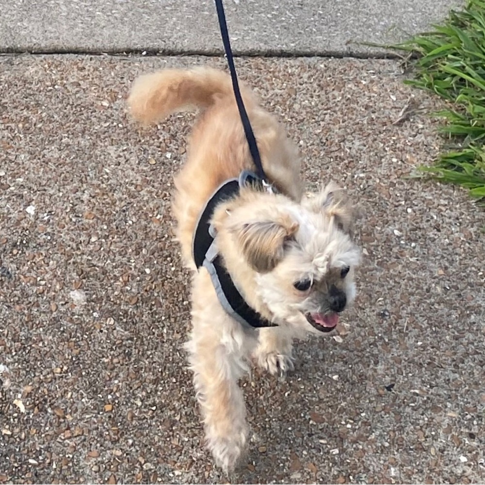 Small Dog Harness Black and Grey extra small XS Reflective